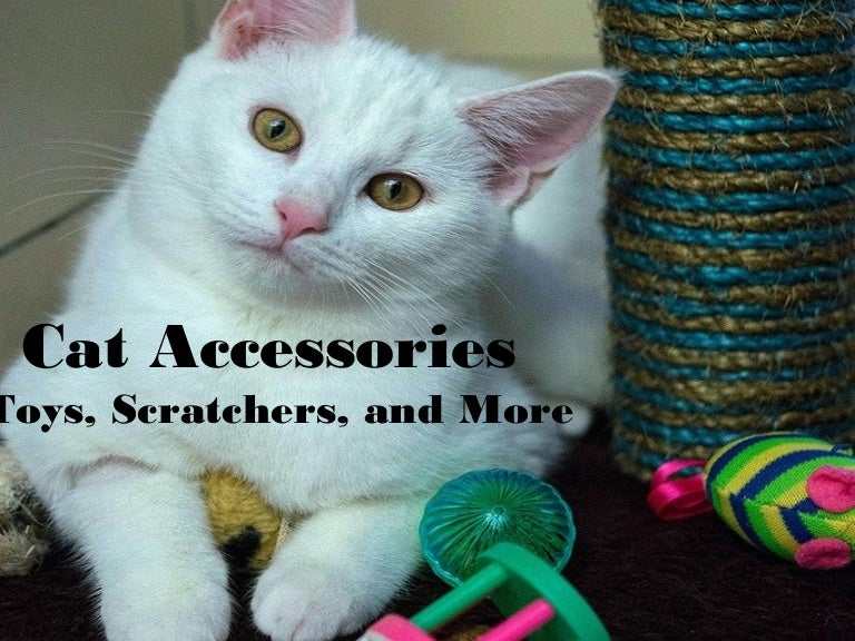 Cat accessories.
