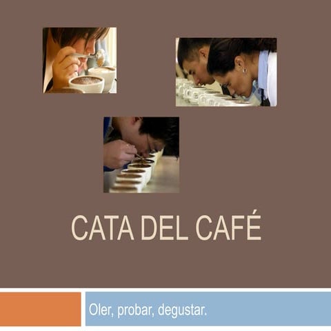 Cata del café