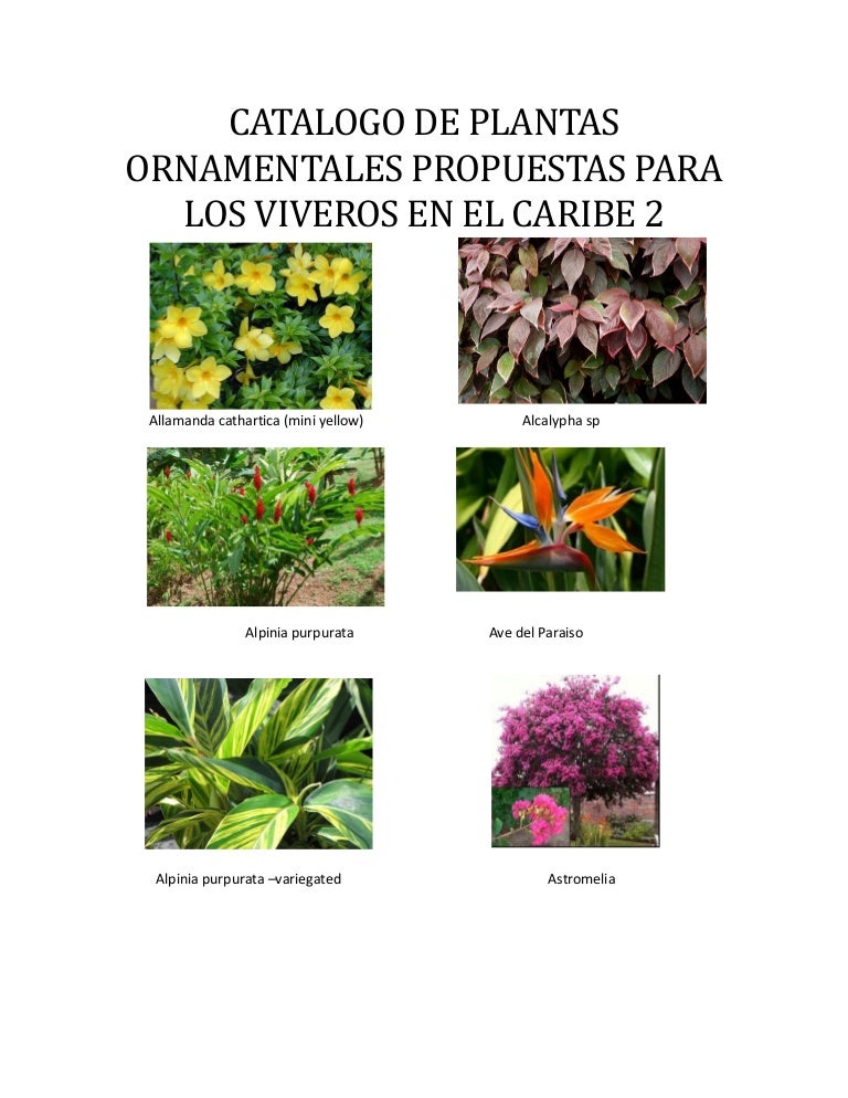 Nombre E Imagen De Plantas Ornamentales Facilisimo Com