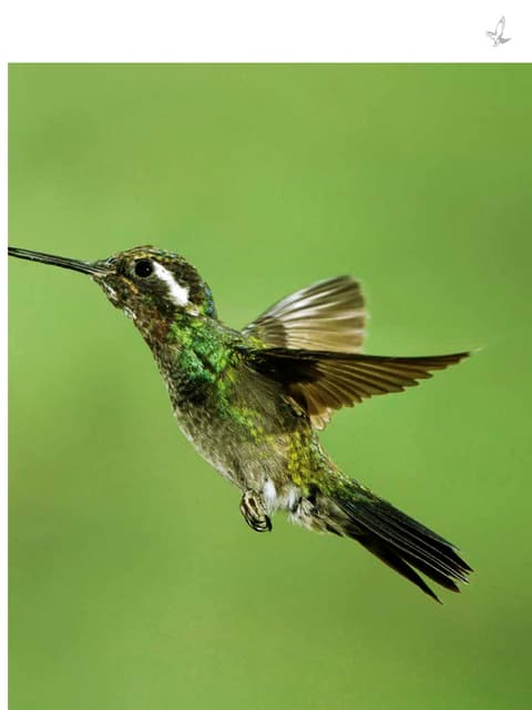 Catalog | Swarovski nature | Optics Trade | 2017