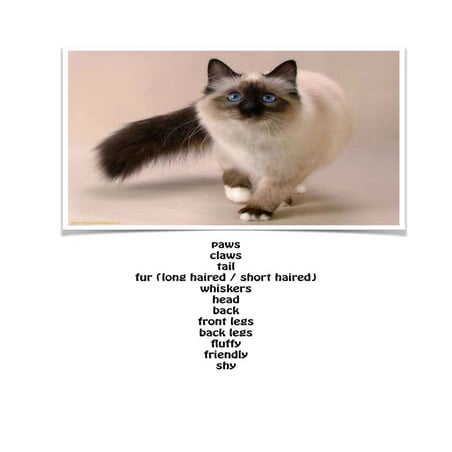 Cat and dog examples | PDF