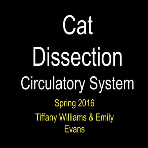 Cat circulatory system   ee and tw