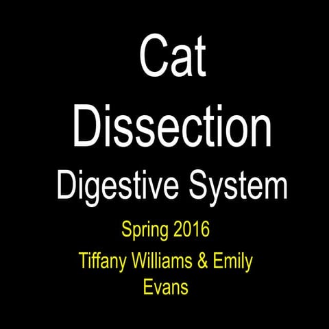 Cat digestive system   ee and tw