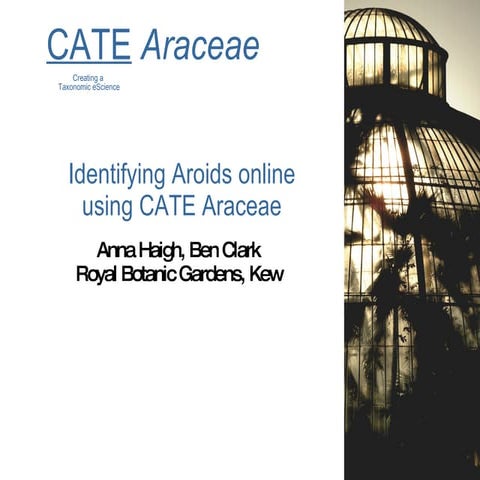 Identifying Aroids with CATE Araceae