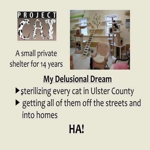 Merits of Cat Licensing under New York State AGM Article 7