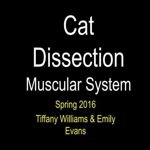 Cat muscular system   ee and tw