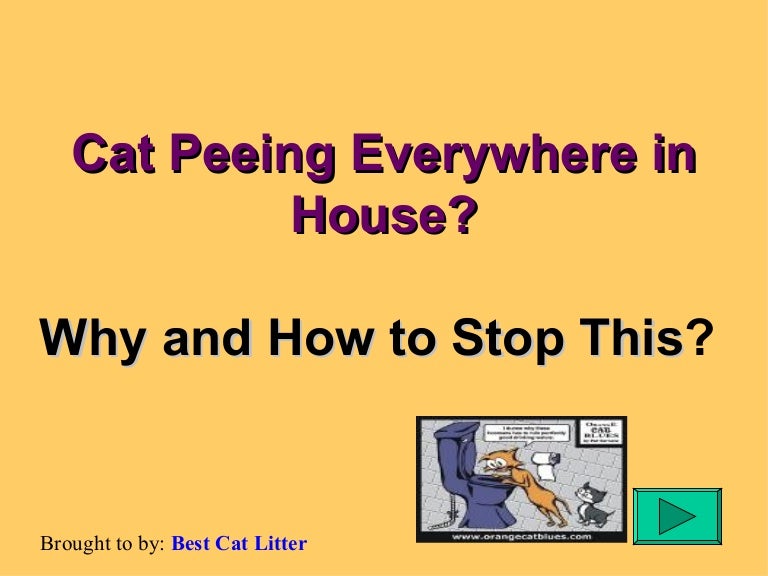 Is Your Cat Peeing Everywhere?