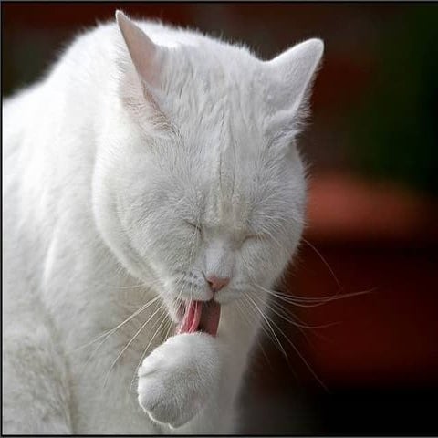Cats | PPS