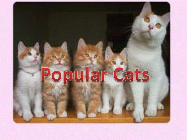 An in depth look at siamese cats