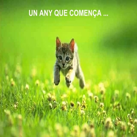 Cats | PDF