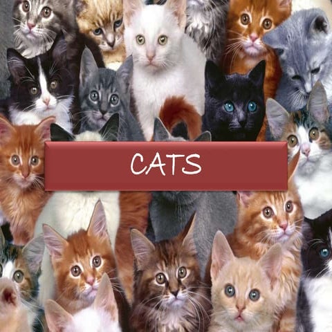 Cats