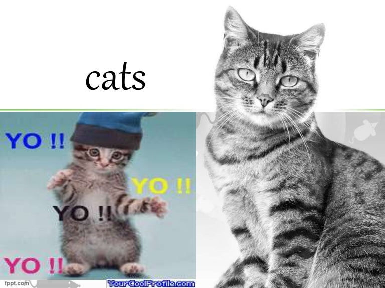 Cats