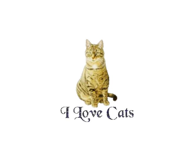 Cats 101