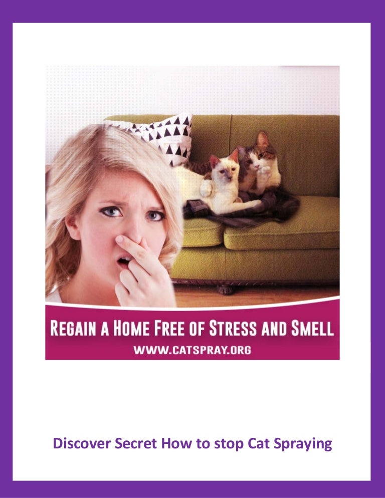 How to Stop Cat Spraying Everywhere.
