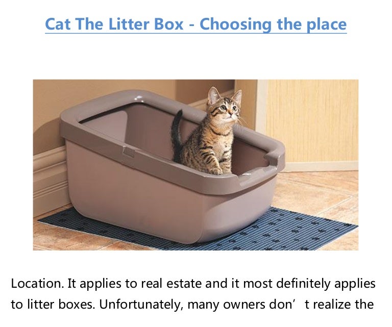 Cat the litter box choosing the place