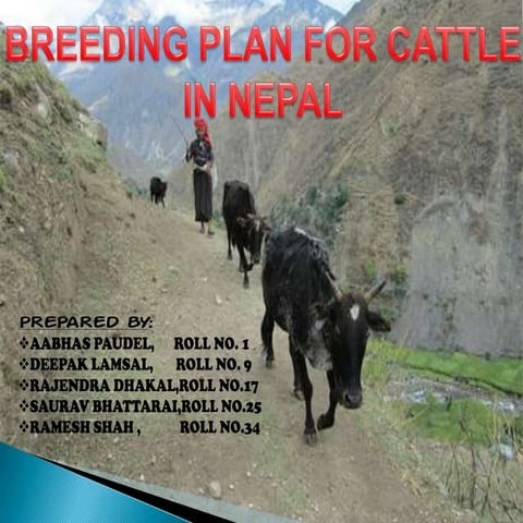  community based cattle  breeding plan in Nepal