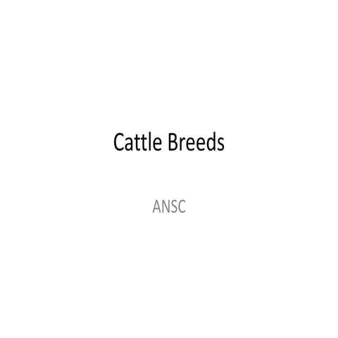 Cattle breeds
