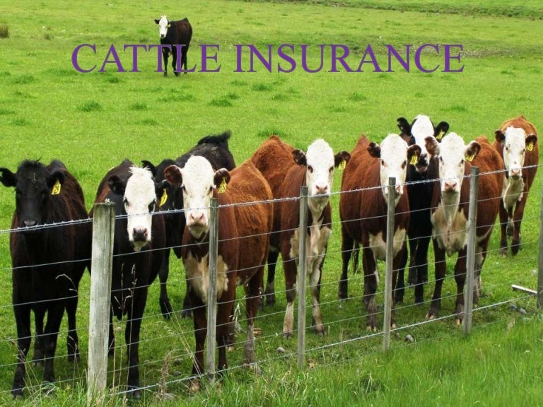 Cattle insurance