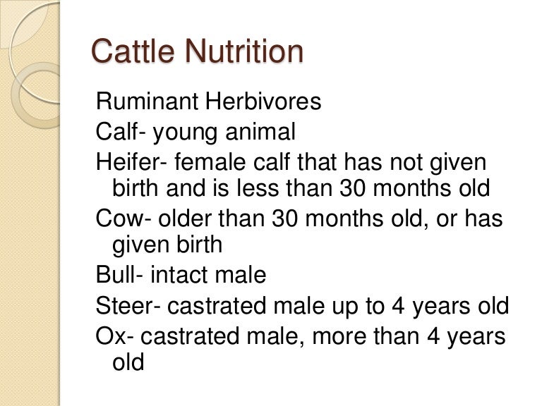 Cattle Nutrition
