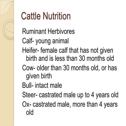 Cattle Nutrition
