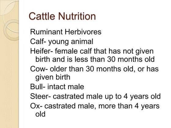 Cattle Nutrition