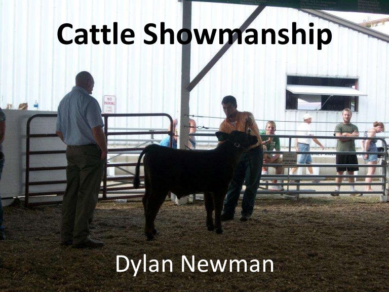 Cattle showmanship