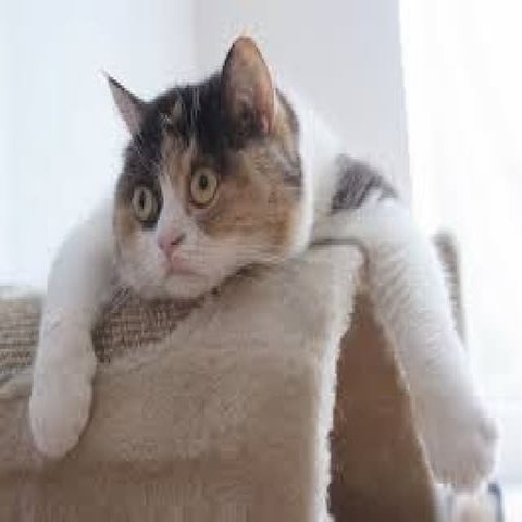 Cat videos youtube 2014