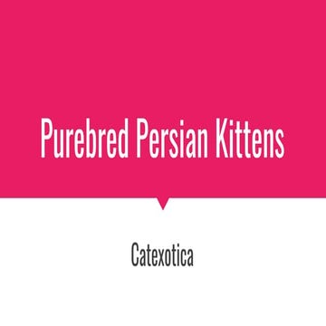 Purebred Persian Kittens.pptx