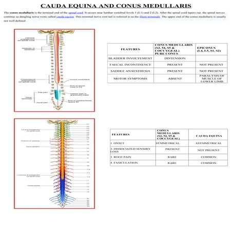 spinal cord - Cauda vs. conus