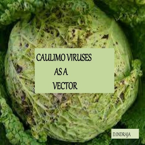 Caulimo viruses as vector