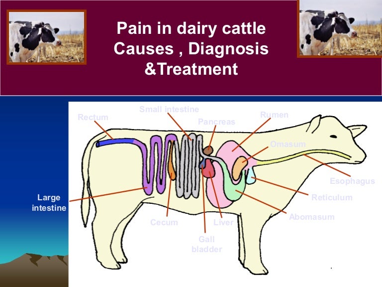Causes, types and treatment of pain in dairy cattle prof.dr hamed at…
