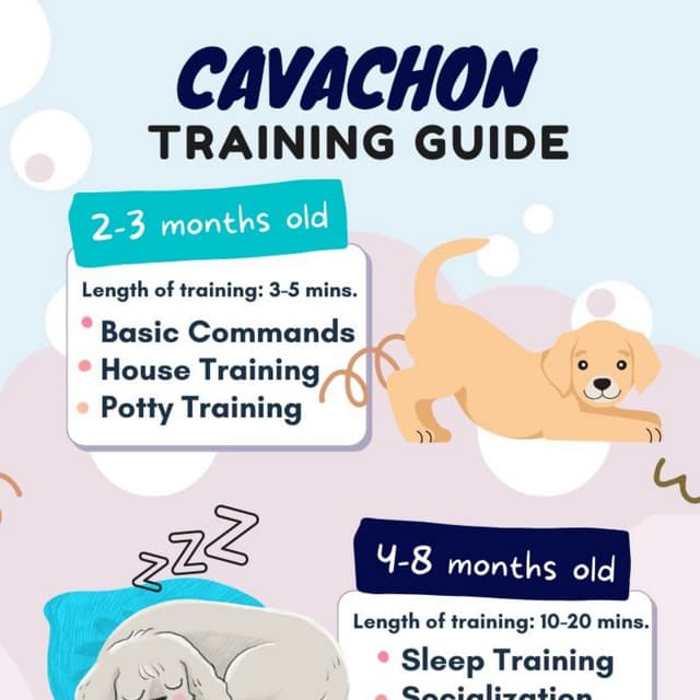 Cavachon Training Guide.pdf