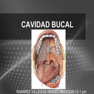 Cavidad bucal