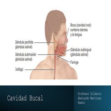Cavidad Bucal Anatomía Apuntes Para Exponer Pptx