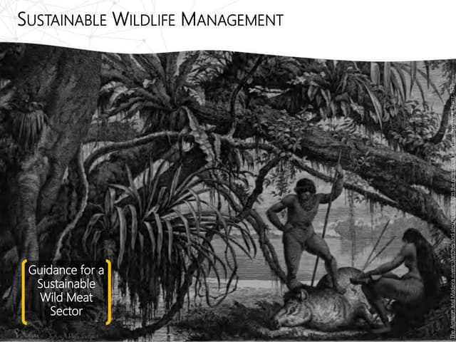 Sustainable wildlife management: Guidance for a sustainable wild meat sector
