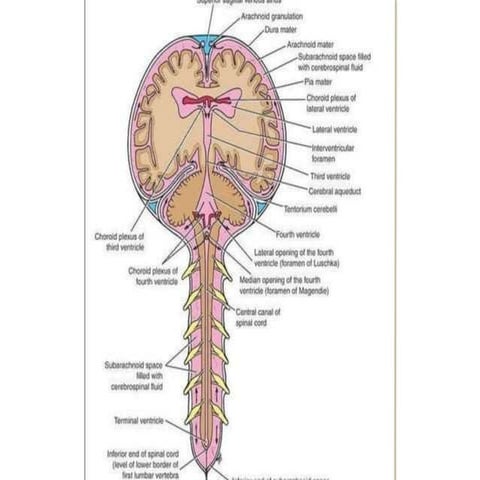 Cerebral Blood flow Chapter 3 in CNS.pptx