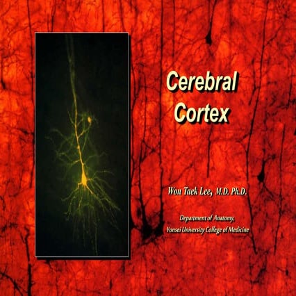 Cortex 1