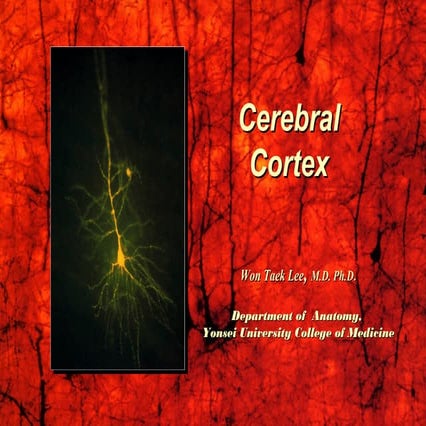 Cbr cortex