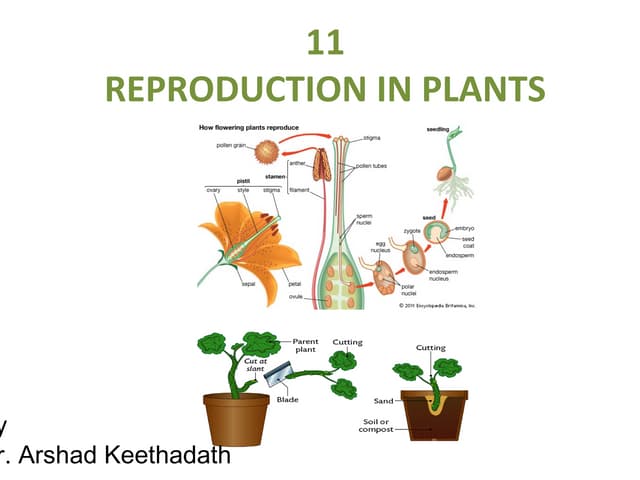 Chapter 16 Reproduction in Plants Lesson 1 - Types of reproduction in…