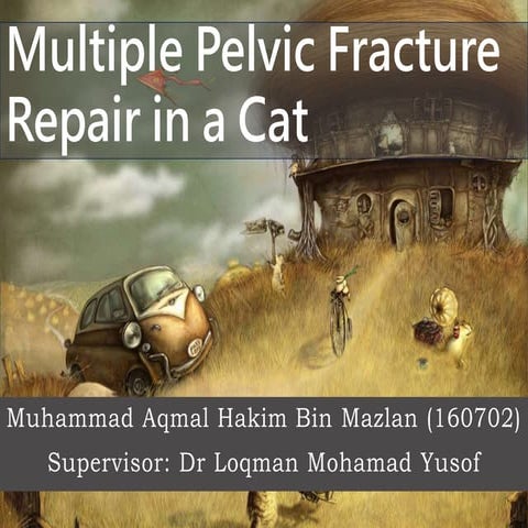 multiple-pelvic-fracture-repair-in-a-maine-coon