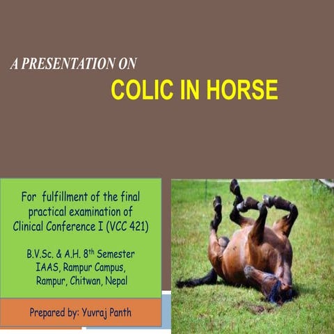 Colic in horses