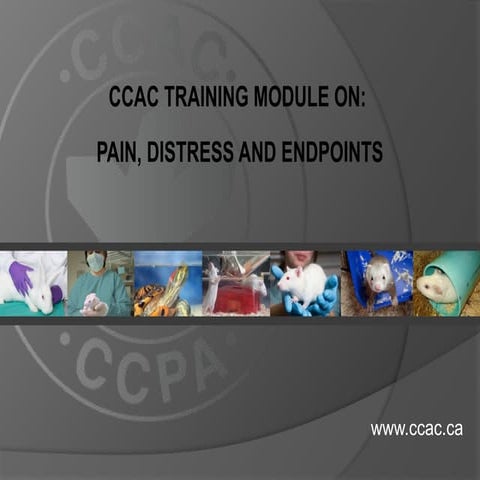 CCAC_training_module_on_pain_distress_and_endpoints.pptx
