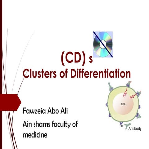 Clusters of differentiation (CDs)