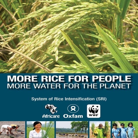 Transforming Rice Value Chains: The Sustainable Rice Platform (SRP) | PDF