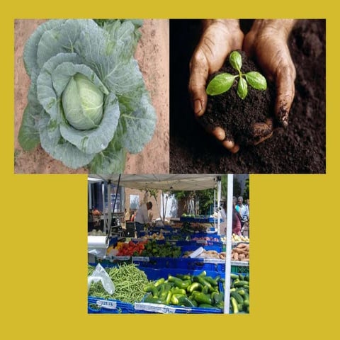 Health and Sustainable Food Systems Workshop 1 2010 Final