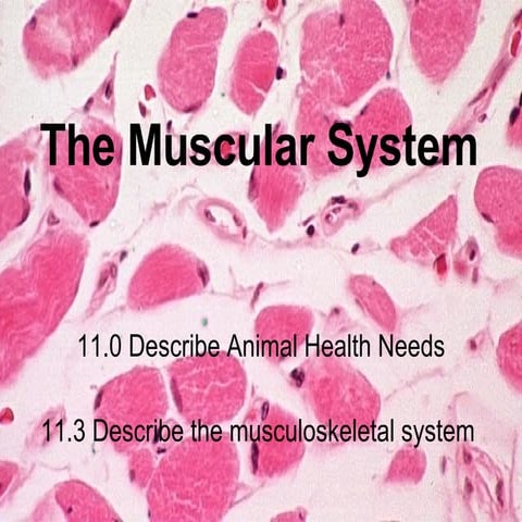 Muscles and Muscular System in Humans and Animals