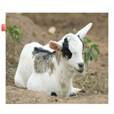 Economic importance of goats