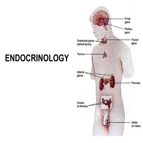 \Endocrinesystem 1