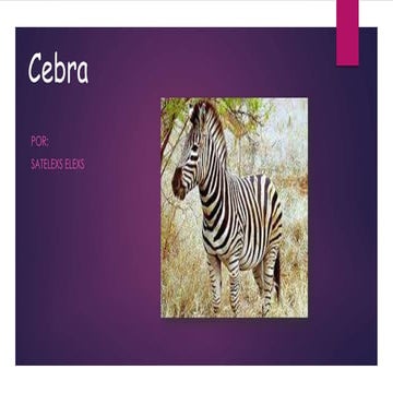 Cebras | PPTX