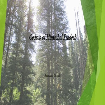 Cedrus of Himachal Pradesh